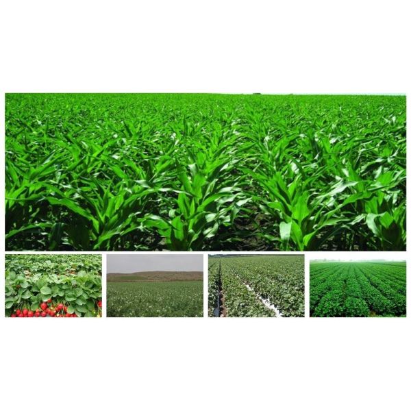 Японский стиль слез сои замороженных фасолей Edamame замороженные