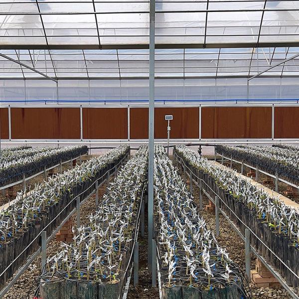 Clear Plastic Grow Tunnel / Agriculture Farm Plastic Tunnel Greenhouse