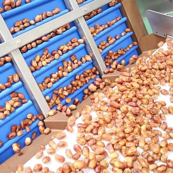 Hardness And Softness Sorting 1.4 Tons Per Hour 6-Lane Palm Dates Sorting Machine