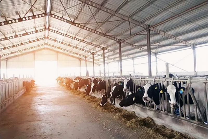Steel Frame Prefabricated Goat Shed Q235B Q355B Steel Factory Shed