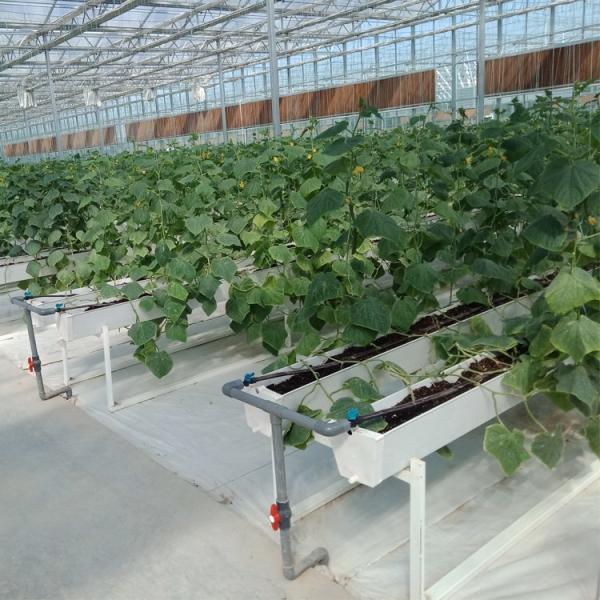 Modular Estufas Agrícolas Para Venda Cúpula Roof Cover Film Side Cover Multi Span Pepino Alface Crescimento