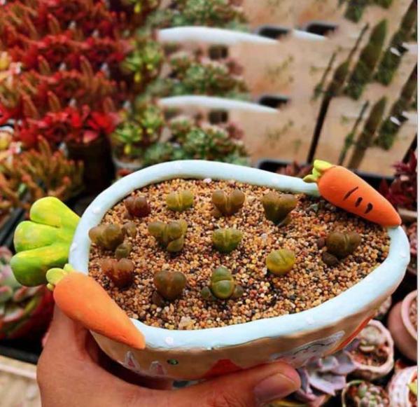 Succulents Plant Ceramic Plant Flower Pot for Garden or Home Decoration