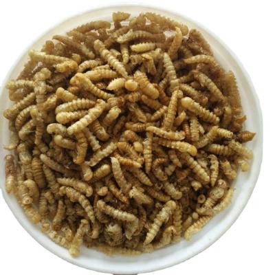 Natural Mealworms Fish Food Sourced from s Finest Ingredients