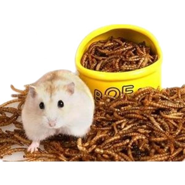 1 Year Shelf Life Freeze-Best Dried Mealworms For Sale