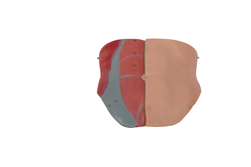 Skin Color Sexless Torso Human Anatomy Model With Inner Structures