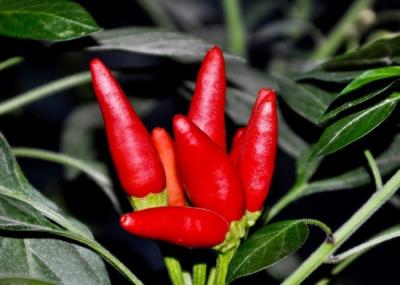 Pimentas vermelhas de Chili Dehydrated Chaotian Sun Dried da cabeça Stemless da bala