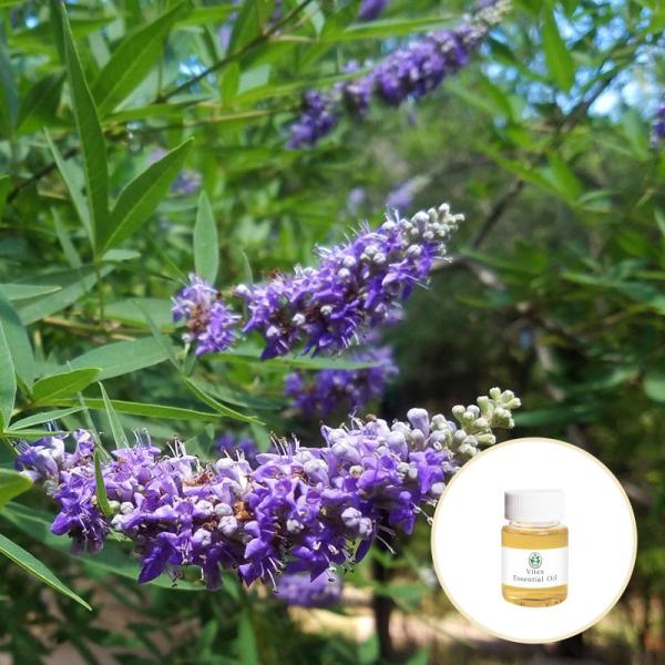 wholesale bulk  Oil therapeutic Grade 100% pure organic Vitex cannabifolia oil for Cosmetic