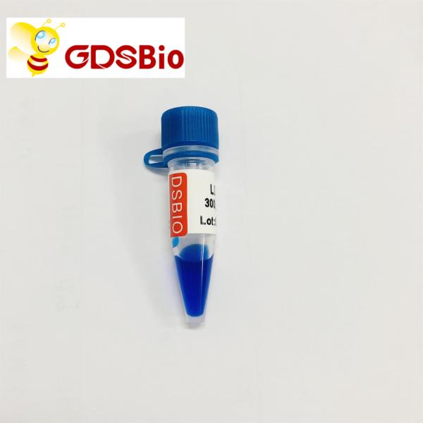 10000bp 10kb DNA Ladder Electrophoresis High Purity Reagents