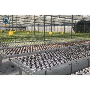 NFT Hydroponic Growing System
