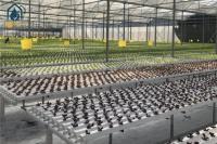 Système de culture hydroponique NFT intelligent Kit de culture des plantes commerciales et de jardin intérieur