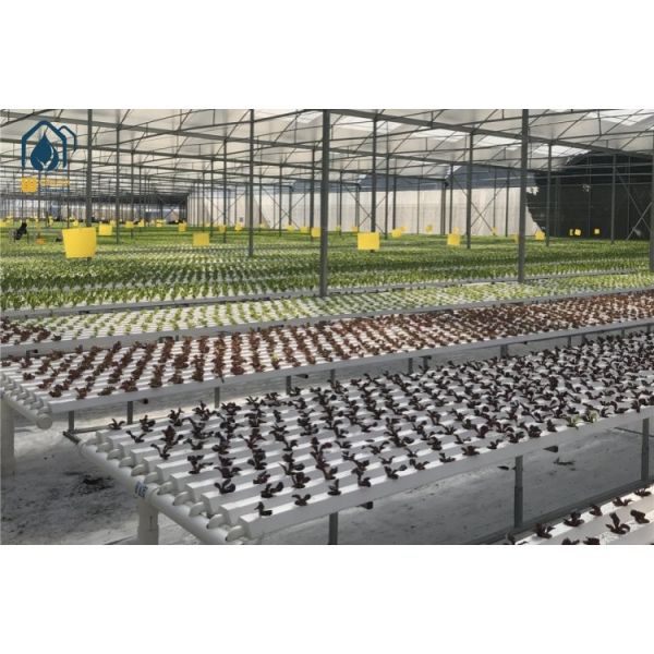 NFT Hydroponic Growing System