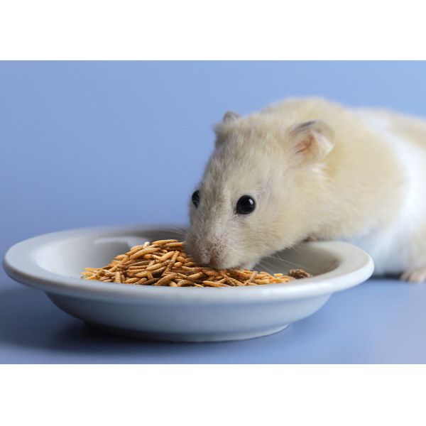 Yellow Dried BSF Larvae - Suitable for Storage Cool And Dry Place