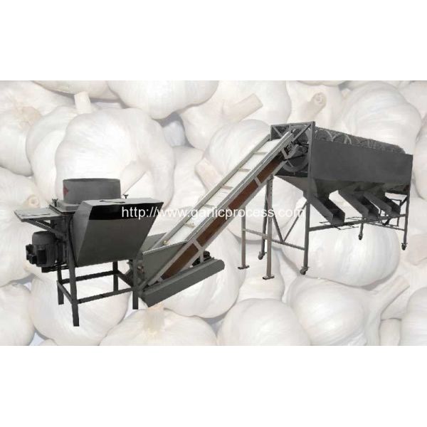 Automatic Garlic Separating and Grading Machine