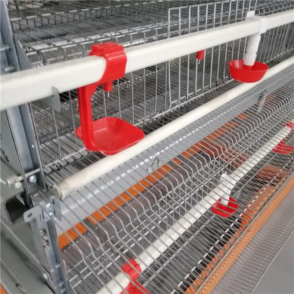 Trabalhe a gaiola moderna das codorniz da exploração agrícola da grande escala dos equipamentos da agricultura da economia