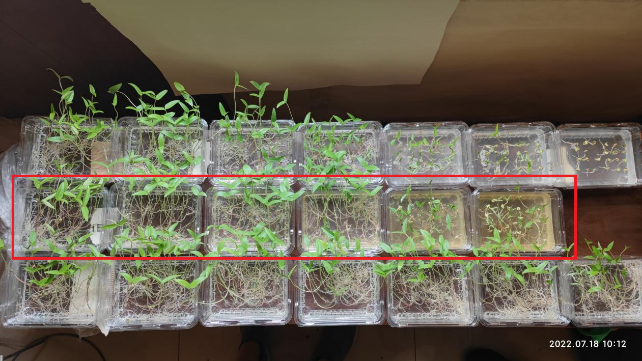 Poudre de N-acétyl-D-glucosamine brune Agriculture Dosage engrais organique