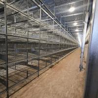 A camada moderna do ovo da galinha do HDG prende 0.40m2 o cultivo do espaço 9birds/Cage