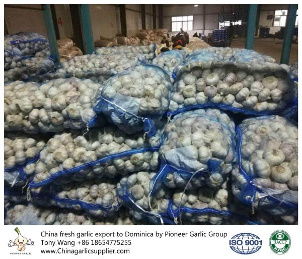 Garlic to Dominica with mesh bag package.
