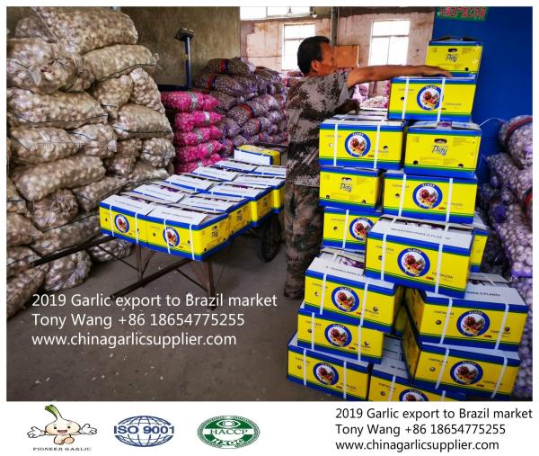 2019 Garlic to Brazil; normal white garlic with 10kg mesh bag.