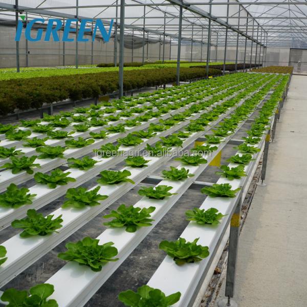 Commercial NFT Single Hydroponic System Growing Vegetable with Film Cover