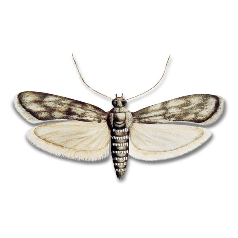 Pheromone Lure for Ephestia elutella