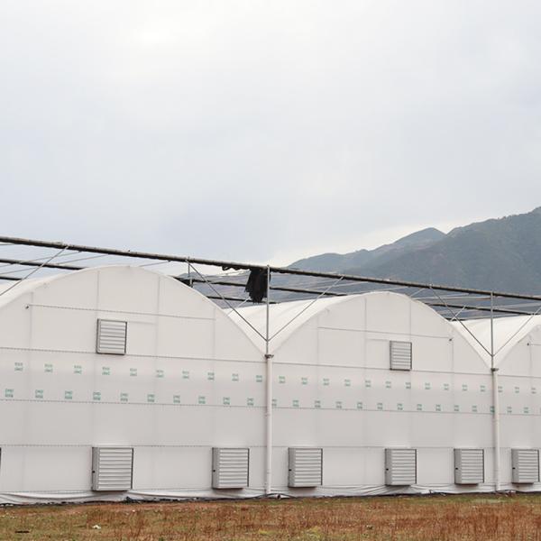 Films en plastique de serre à tunnels multifonctionnels pour l'agriculture