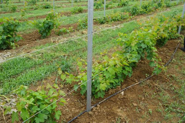 10FT Length Garden Fence Metal Posts , Durable Grape Trellis Posts U Type
