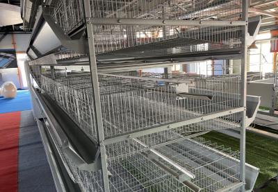 Hot-Dip Galvanized Layer Cage System with Multi-Tier Design and Automatic Feeding Machine for Poultry Farming