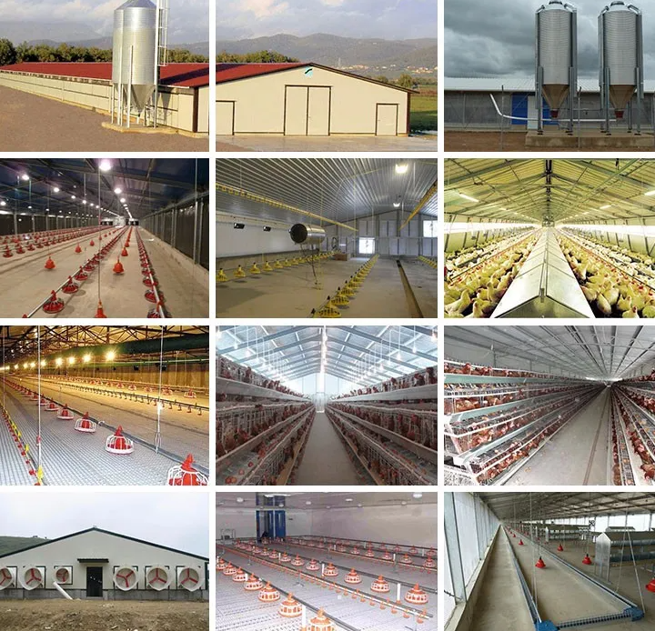 Corrosion Resistant Low Maintenance Steel Structure Poultry Farm Building with Galvanized Light Steel Frames