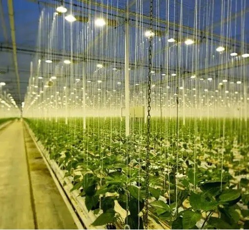 Iluminar el invernadero de las instalaciones de cultivo de semillas con tecnología de iluminación avanzada