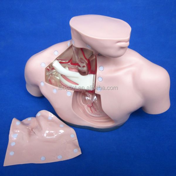 Clinical Nursing Training Models Advanced Nutrition Nursing Manikin with Heart and Vein
