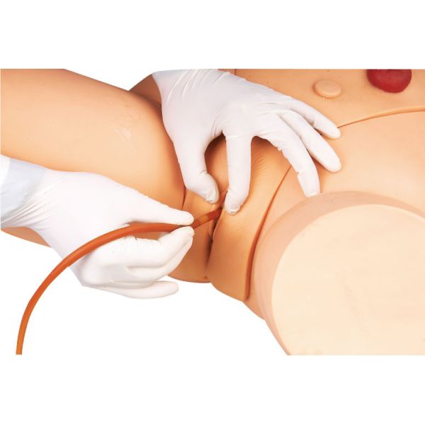 Advanced Nursing Manikin , Female Urethral Catheterization Simulator For Training
