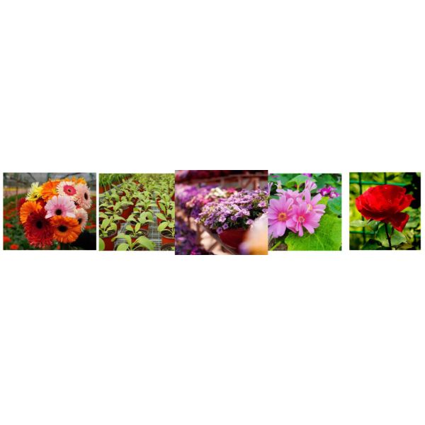 Двухслойная пленка теплица для безземельной культуры Томаты Огурцы Цветоводство