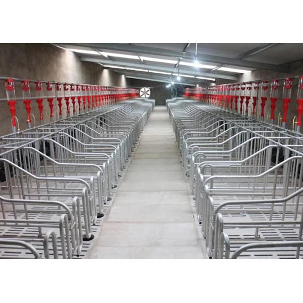 approvisionnements de accouplement de grange de porc de porc de truie d'