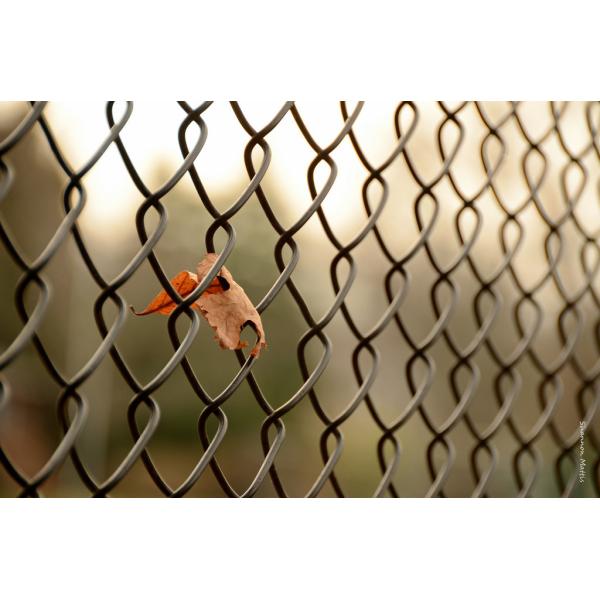 Ral 6005 Green Plastic Coated Diamond Mesh Fencing 50*50mm 6feet Height