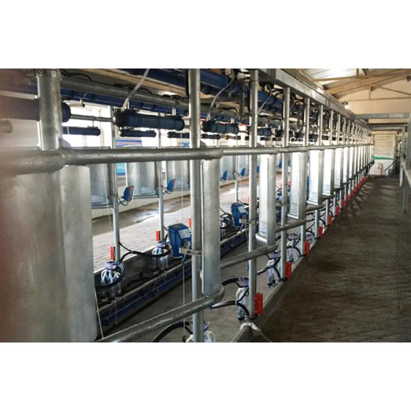Dairy Cow Automatic Herringbone Milking Parlor Hot Dip Galvanized Frame