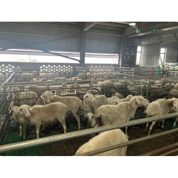 Galvanized anti-corrosion portal steel frame structure agricultural building breeding farm