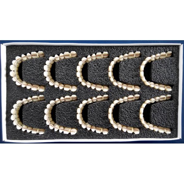 High Wear Resistance Acrylic Resin Artificial Dentition Composite VITA System