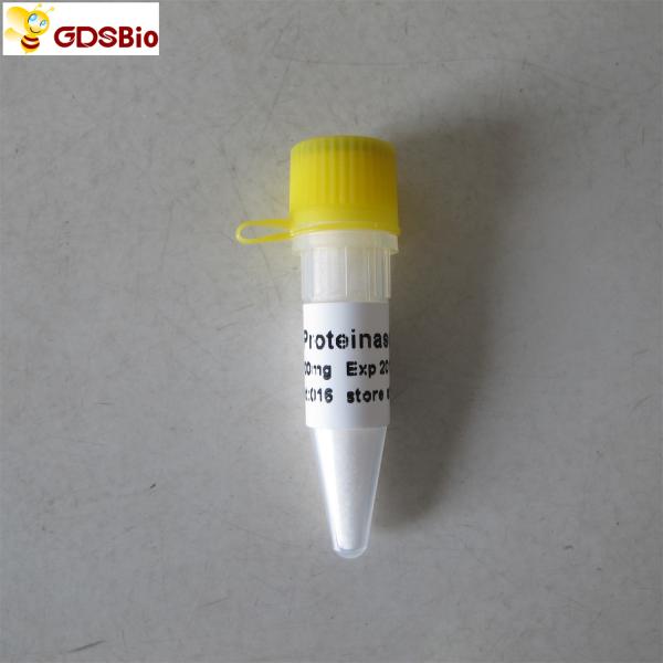 A protease K da categoria da biologia molecular pulveriza N9017 1g