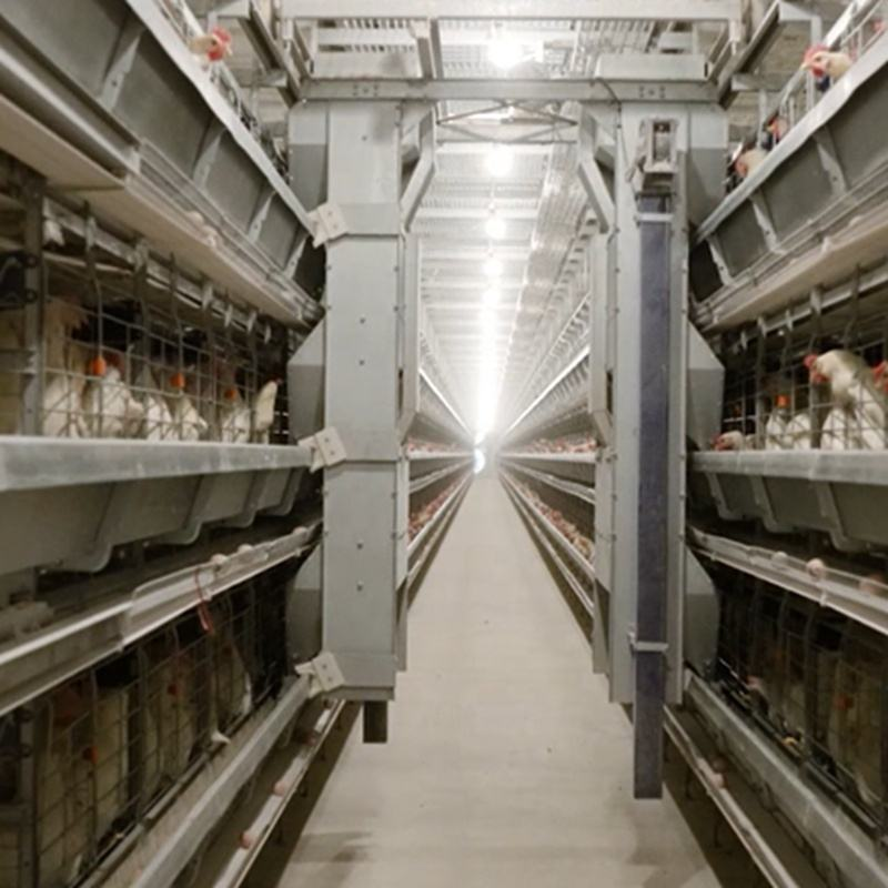 Eco-Friendly Wind & Rain Resistant Steel Poultry House with 40-Year Warranty