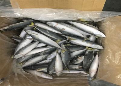 Abaixo 18 da cavala congelada fresca deliciosa do grau BQF 60g