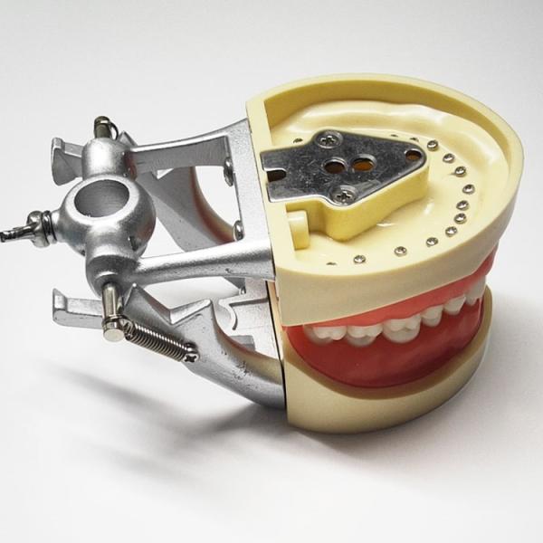 Resin Dental Study Models Histology , Non Toxic Orthodontic Teeth Model