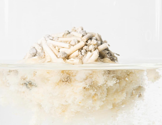 Item Type Eco-Friendly Tofu Cat Litter Box 100% Flushable ODM Designs Original Sand