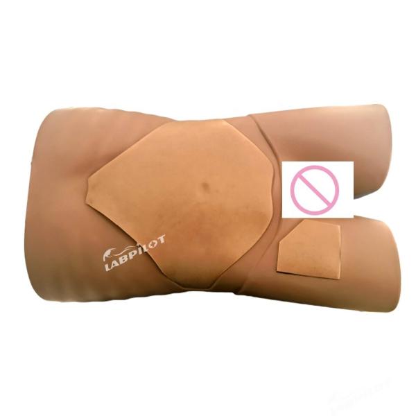 Human Organ Ultrasound Examination Simulator for Advanced PVC Medical Training Model