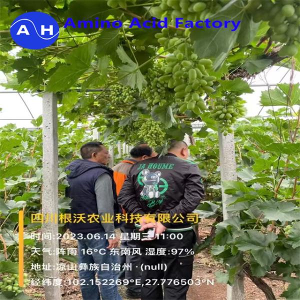 Чистый белок сухое рыбное удобрение 1 фунт органический продукт OMRI