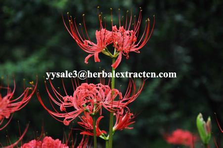 Rhodiola Rosea P.E., Salidrosides 3%, CAS NO.:10338-51-9, Anti-aging, anti-anoxidant,, natural herbal extract, Yongyuan
