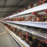 A Type Egg Laying Hen Layer Chicken Cage For Poultry Farm 3 Tiers 195*38*38 Cm