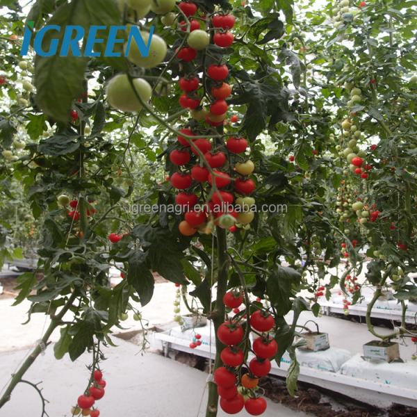 DWC deep water culture Hydroponics System Vertical Hydroponic For Agriculture