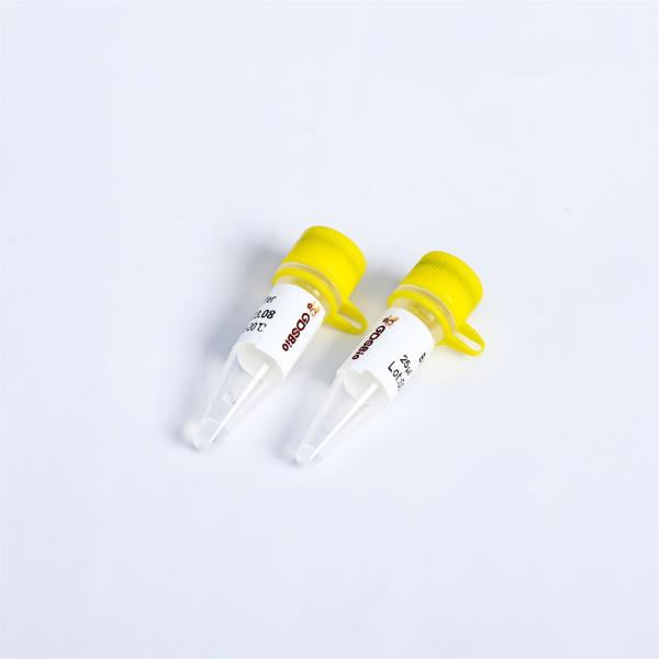 P1113 PCR Master Mix Bst DNA Polymerase Exonuclease Minus 8000 U/mL