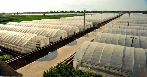 Small Size Single Tunnel Greenhouse Galvanized Tube Frame Span Width 6 / 8 / 10m