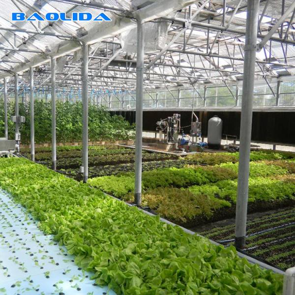 Plântula de produção transportável de rolamento do berçário dos bancos da estufa comercial